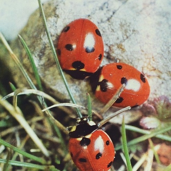 Meet your Posher, Lotus - Picture 4 of 5